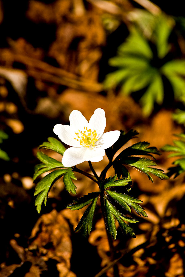 veternica hajná Anemone nemorosa L.