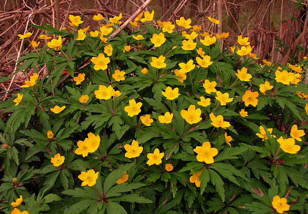 veternica iskerníkovitá Anemone ranunculoides L.