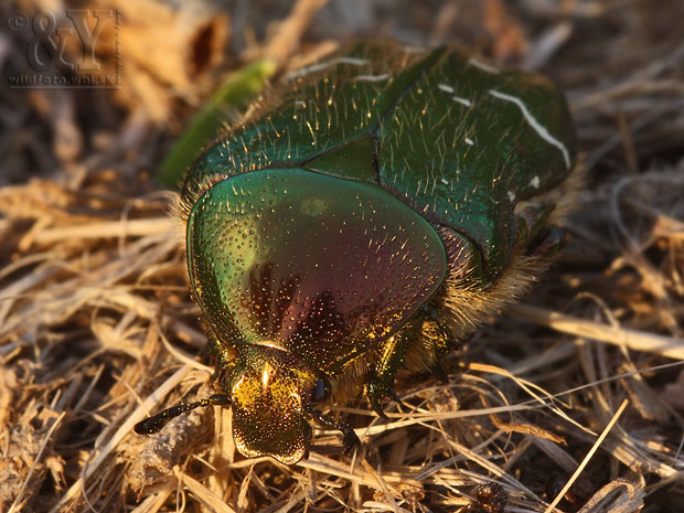 zlatoň obyčajný Cetonia aurata