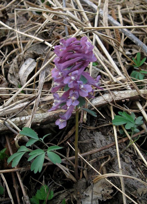 chochlačka Corydalis sp.