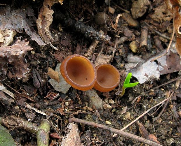 hľuznatka veternicová Dumontinia tuberosa (Bull.) L.M. Kohn