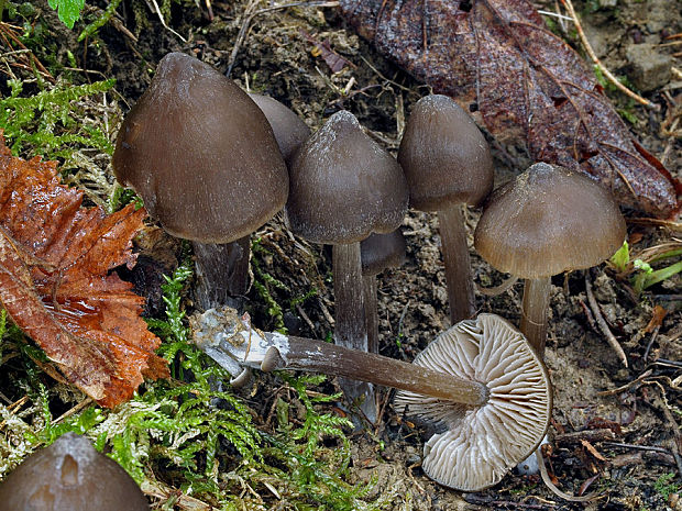 hodvábnica väčšia Entoloma hirtipes (Schumach.) M.M. Moser