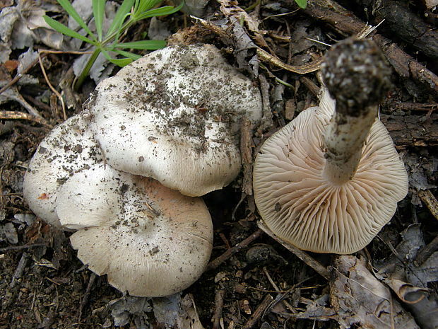 hodvábnica Saundersova Entoloma saundersii (Fr.) Sacc.