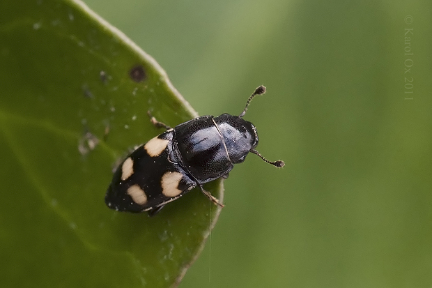 blyskáčik Glischrochilus quadrisignatus