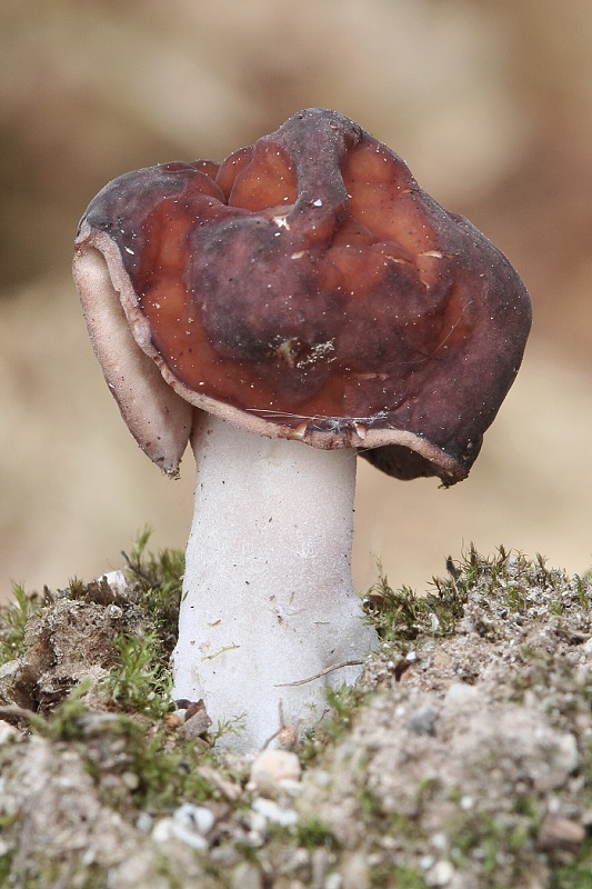 ušiak obyčajný Gyromitra esculenta (Pers.) Fr.