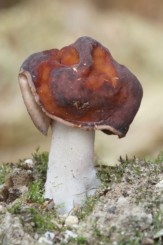 ušiak obyčajný Gyromitra esculenta (Pers.) Fr.