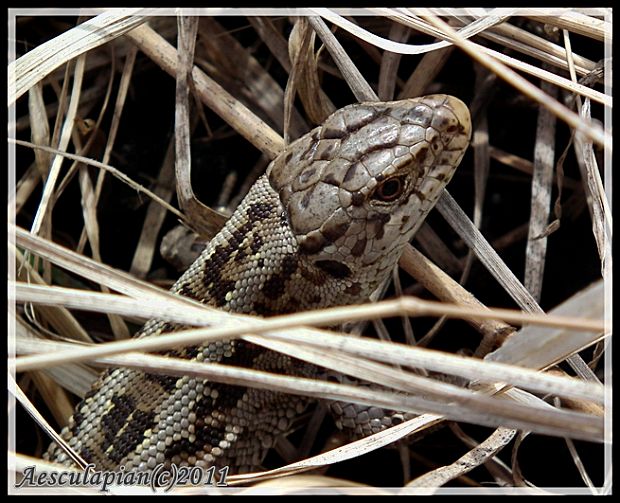 jašterica krátkohlavá Lacerta agilis