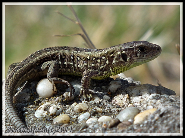 jašterica krátkohlavá Lacerta agilis