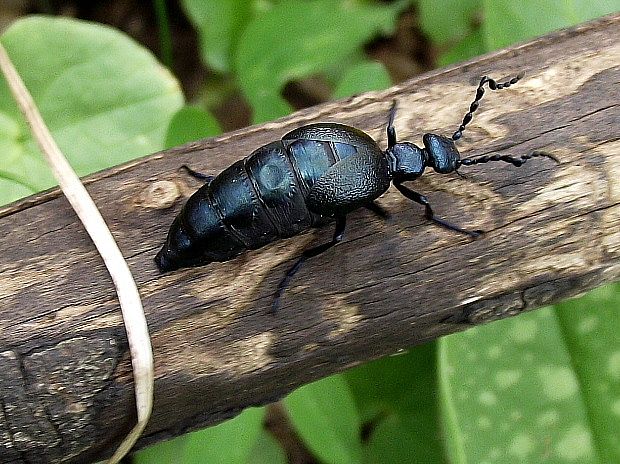 májka obyčajná Meloe proscarabaeus