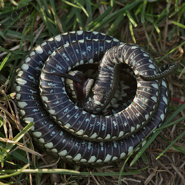 užovka obojková Natrix natrix