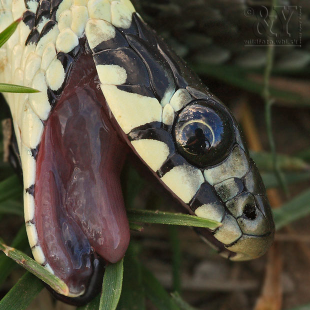 užovka obojková + Homo herpetologicus Natrix natrix