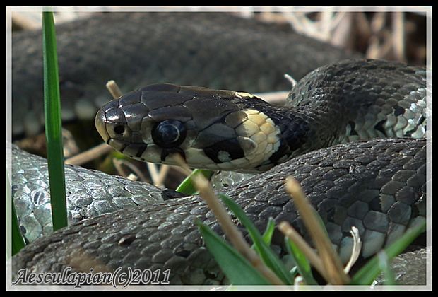 užovka obojková Natrix natrix