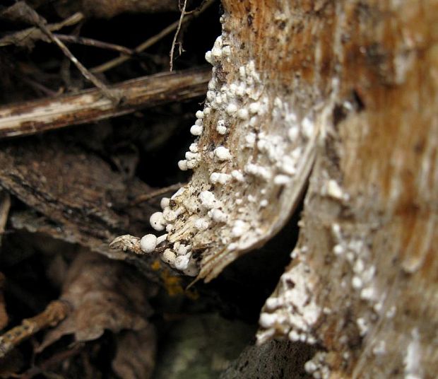 rohovinovka obyčajná Onygena equina (Willd.) Pers.