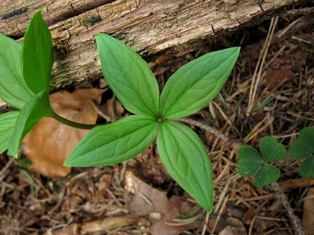 vranovec štvorlistý Paris quadrifolia L.