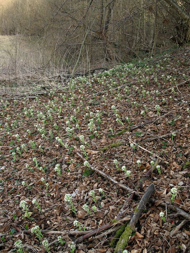 deväťsil biely Petasites albus (L.) P. Gaertn.