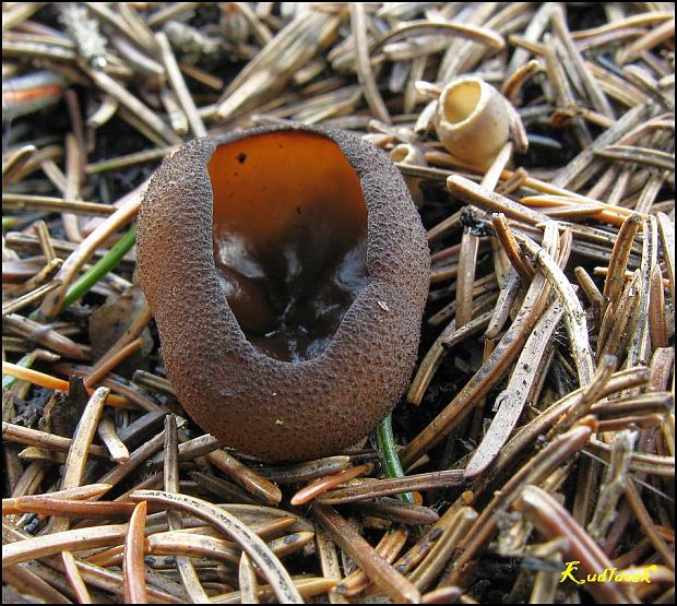 Plicaria endocarpoides  (Berk.) Rifai