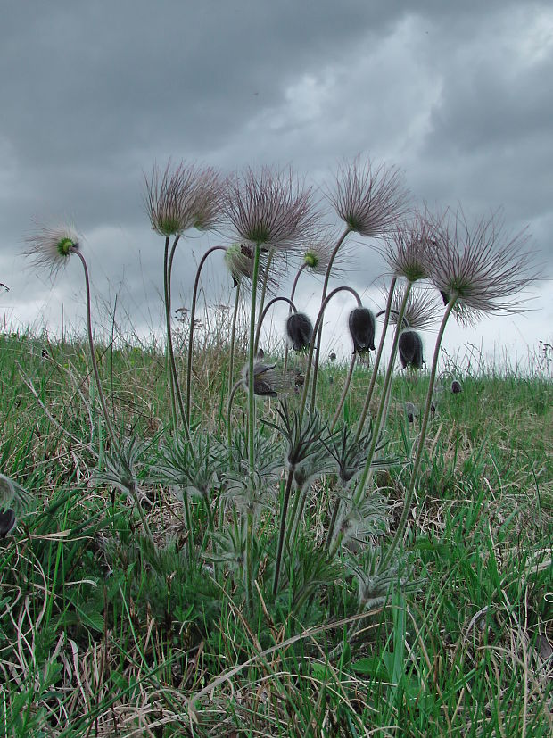 poniklec lúčny český Pulsatilla pratensis subsp. bohemica Skalický