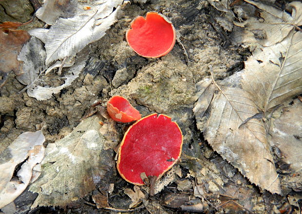 ohnivec šarlátový Sarcoscypha coccinea (Gray) Boud.