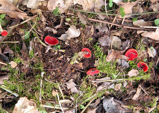 ohnivec šarlátový Sarcoscypha coccinea (Gray) Boud.