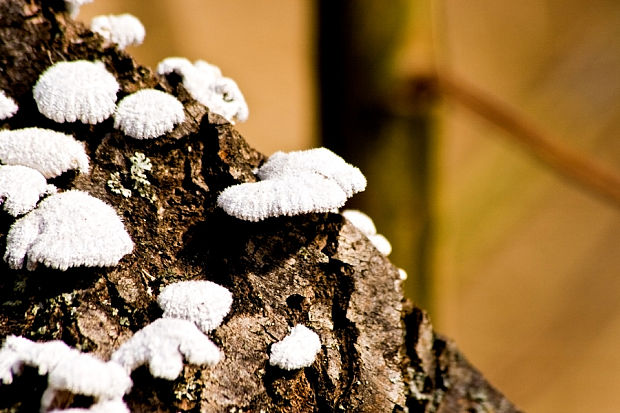 klanolupeňovka obyčajná Schizophyllum commune Fr.