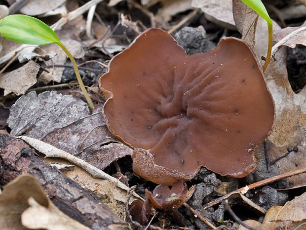 hľuznatka  Sclerotinia ficariae Rehm