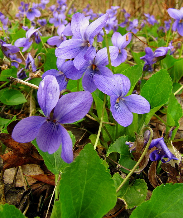 fialka Viola sp.