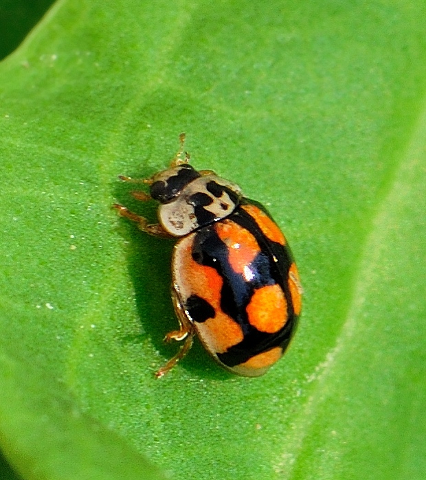 lienka desaťbodková Adalia decempunctata  var. decempustulata (Linnaeus)