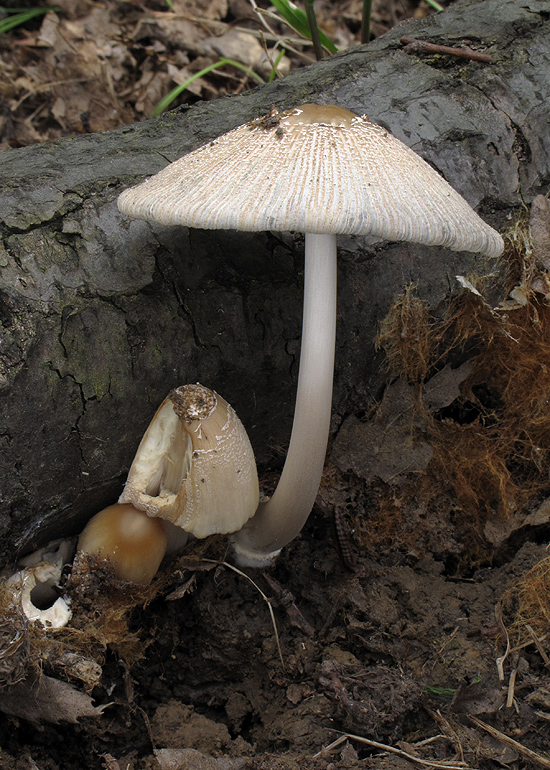 hnojník Coprinus sp.