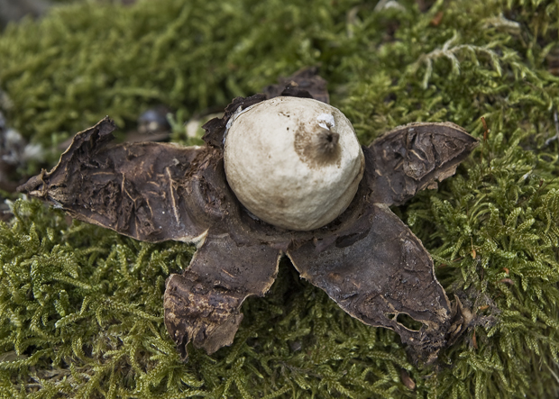 hviezdovka Geastrum sp.