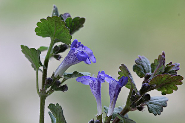 zádušník brečtanovitý Glechoma hederacea L.