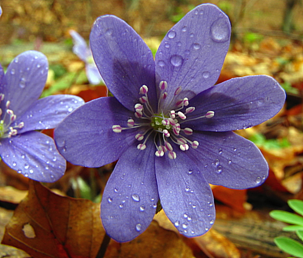 pečeňovník trojlaločný Hepatica nobilis Schreb.