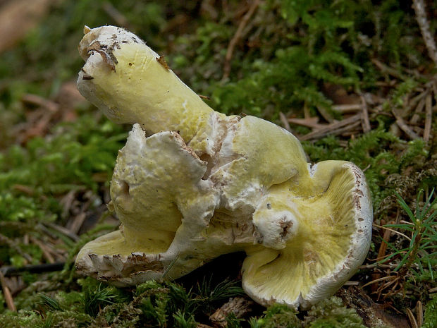 hubožer žltozelený Hypomyces luteovirens (Fr.) Tul. & C. Tul.