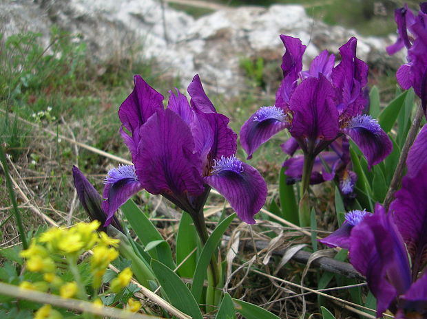 kosatec nízky Iris pumila L.