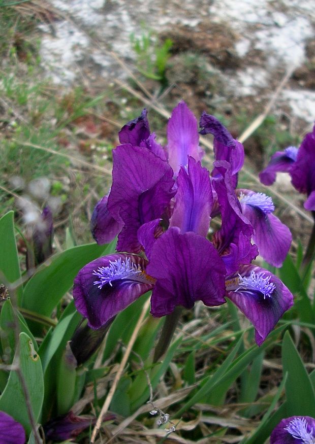 kosatec nízky Iris pumila L.