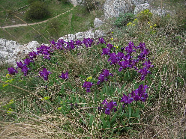 kosatec nízky Iris pumila L.