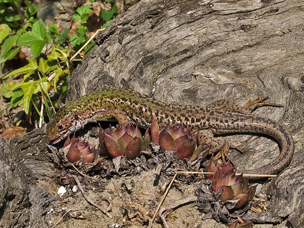 jašterica zelená Lacerta viridis