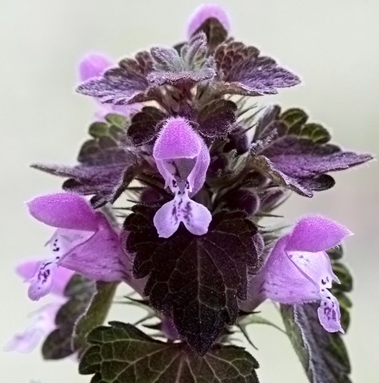 hluchavka škvrnitá Lamium maculatum L.