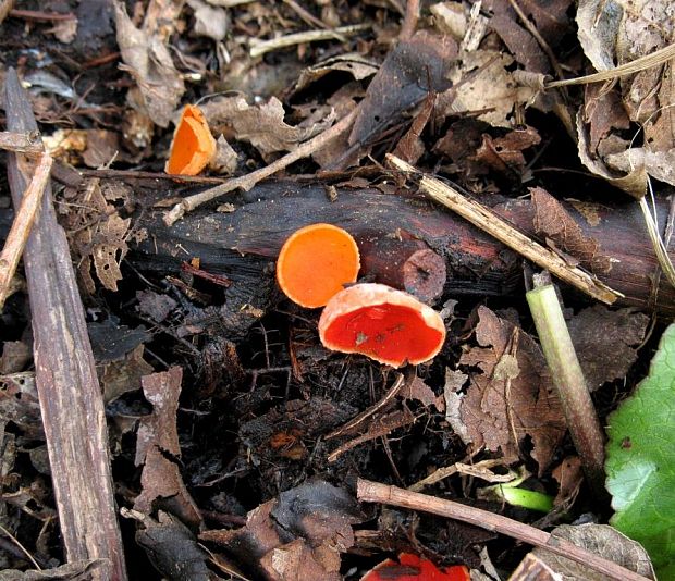 ohnivec rakúsky žltý Sarcoscypha austriaca var. lutea Ruini & Ruedl