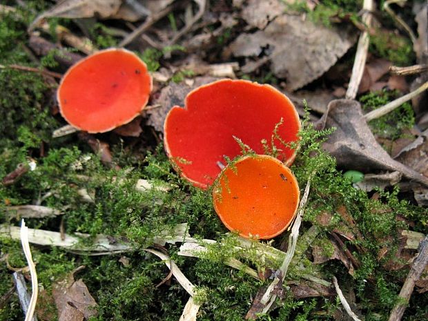 ohnivec rakúsky žltý Sarcoscypha austriaca var. lutea Ruini & Ruedl