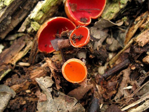 ohnivec rakúsky žltý Sarcoscypha austriaca var. lutea Ruini & Ruedl