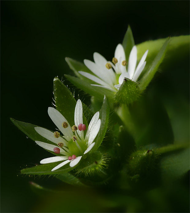 hviezdica prostredná Stellaria media (L.) Vill.