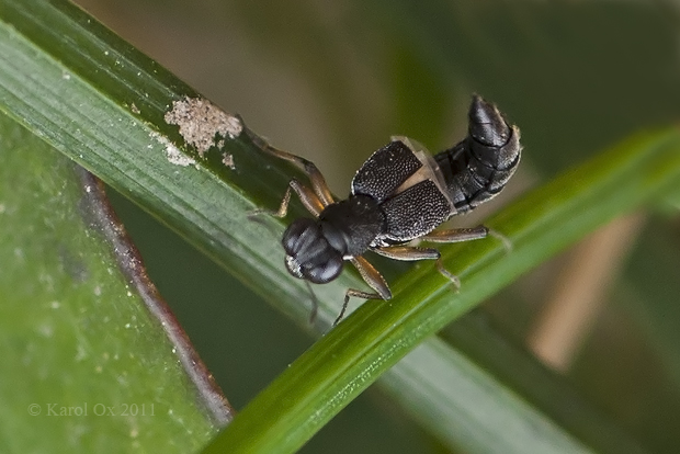 drobčík Stenus sp.