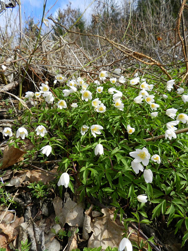 veternica hájna Anemone nemorosa L.