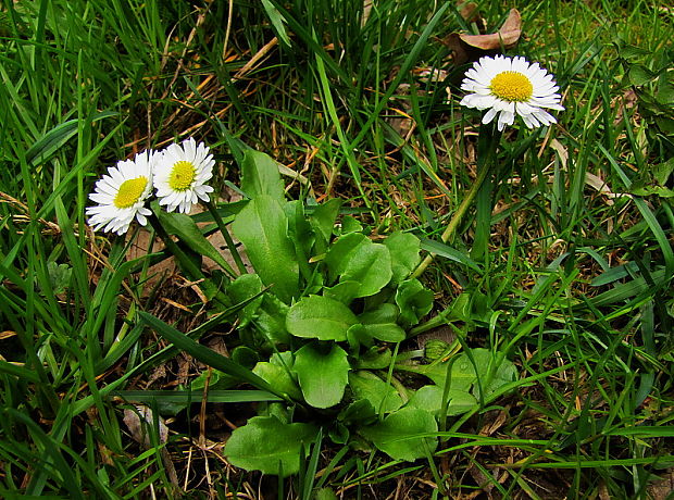 sedmokráska obyčajná Bellis perennis L.