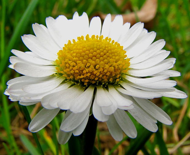 sedmokráska obyčajná Bellis perennis L.