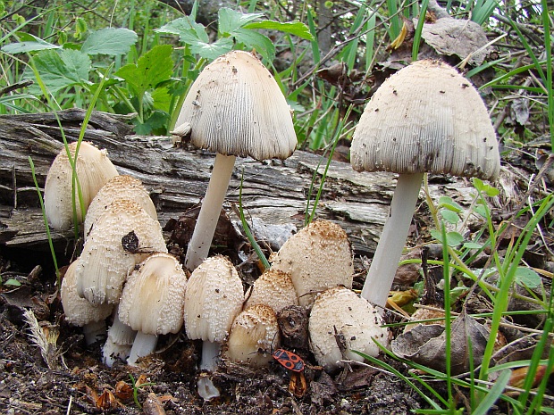 hnojník okrový Coprinellus domesticus (Bolton) Vilgalys, Hopple & Jacq. Johnson