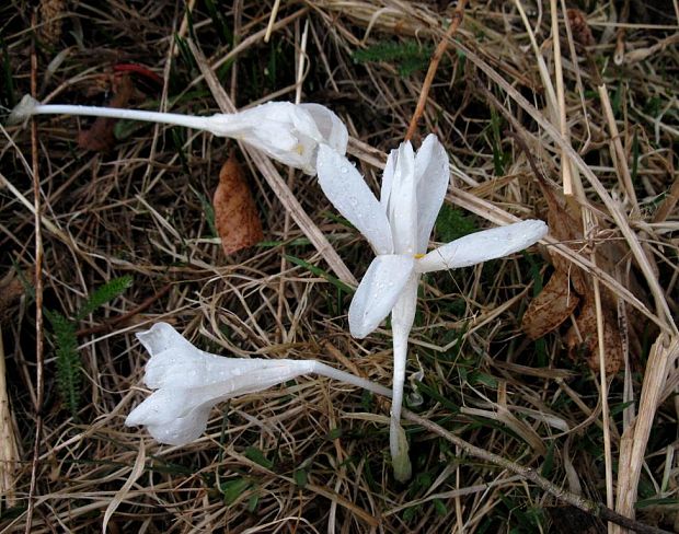 šafran Crocus sp.