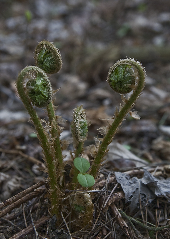 papraď samčia Dryopteris filix-mas (L.) Schott