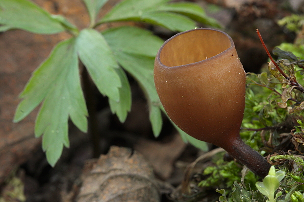 hľuznatka veternicová Dumontinia tuberosa (Bull.) L.M. Kohn