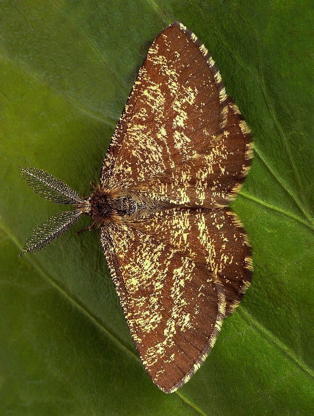 piadivka vresová Ematurga atomaria Linnaeus, 1758